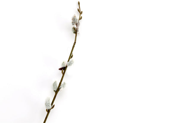 Buy Pussy Willow Stem | NoWaterNeeded