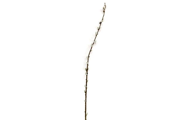 Buy Pussy Willow Stem | NoWaterNeeded