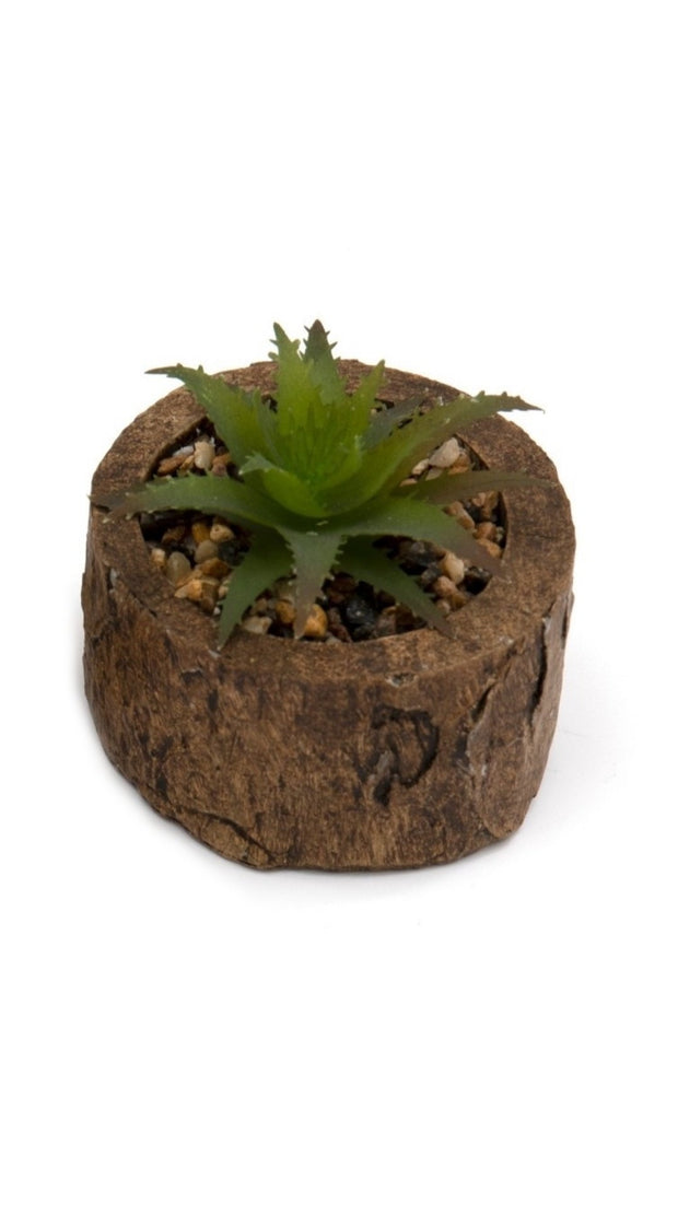 Bark Effect Pot and Succulent