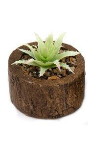 Bark Effect Pot and Succulent