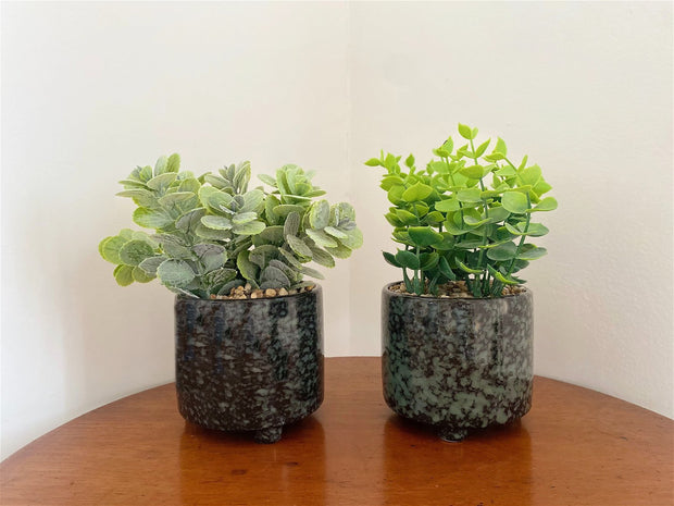 Set Of Two Succulent In Glazed Pots