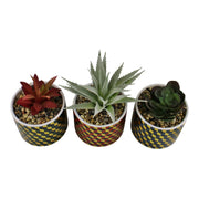 Set of 3 Succulents In Ceramic Pots With A Cubic Design