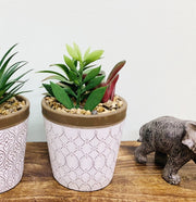 Succulents In White Terracotta Pot